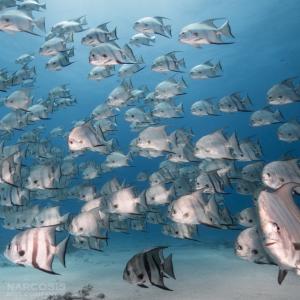 School of spadefish