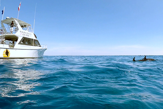 Dive on Narcosis with Capt Alex Edwards and see dolphins in West Palm Beach